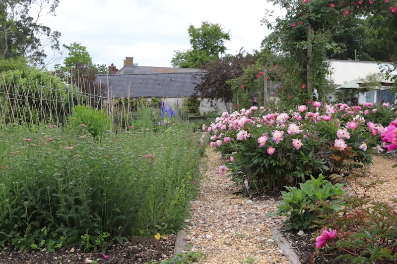A productive cottage garden under an even, overcast sky, with a gravel path between beds of peonies