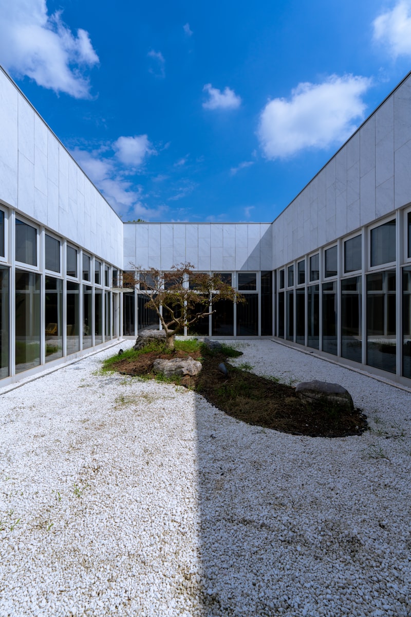 A pale courtyard where a single tree casts a long, clean shadow across the ground