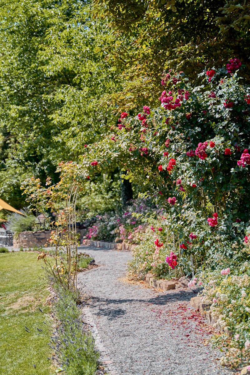 A gravel path through roses in plain daylight