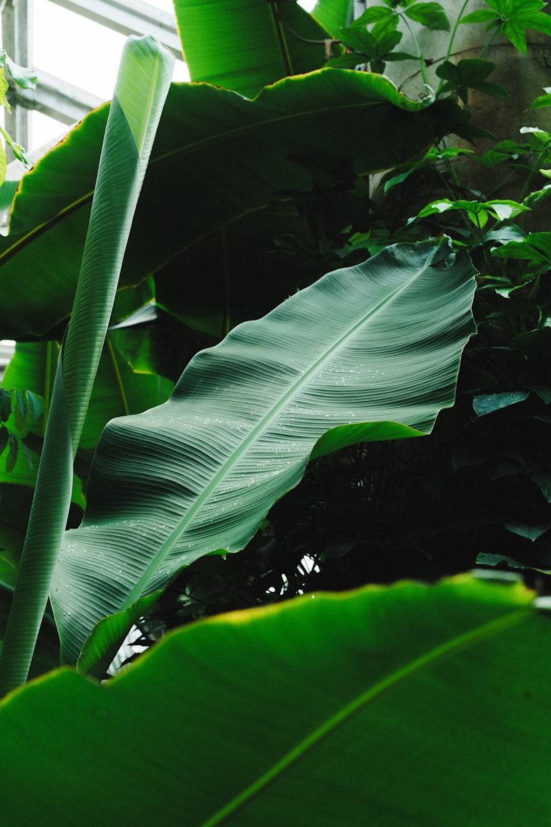 Broad green leaves layered in deep shade