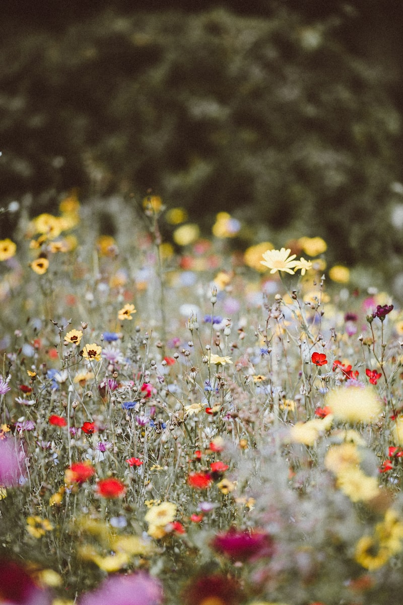 A dense drift of mixed wildflowers
